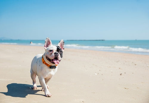 GPS Tracker für Hunde - Weenect XS -| Mini GPS