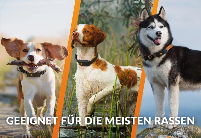 GPS Tracker für Hunde - Weenect XT