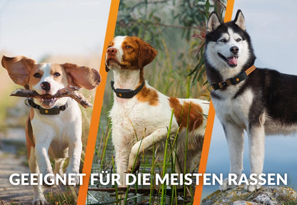 GPS Tracker für Hunde - Weenect XT