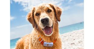 GPS Tracker für Hunde - Weenect XT